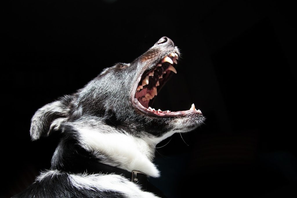 perro con la boca abierta, dientes que pueden causar graves daños