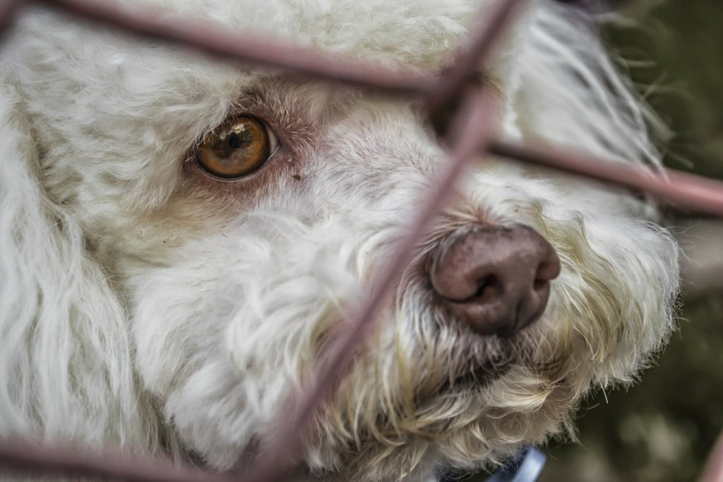 perro abandonado, no tuvo la culpa